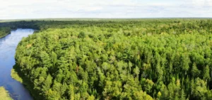 Eine unserer akadischen Mischwald-Flächen in Atlantik-Kanada