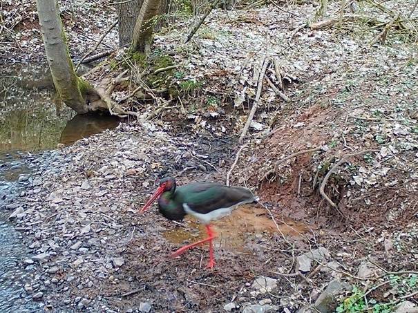 Schwarzstorch im Weiher